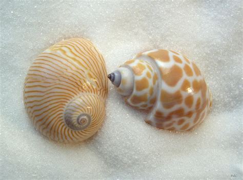 Seashells By Millhillseashell Names Two Little Shells