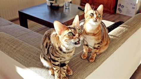 Bengal Cats Give A Lovely Chirp Concert Youtube