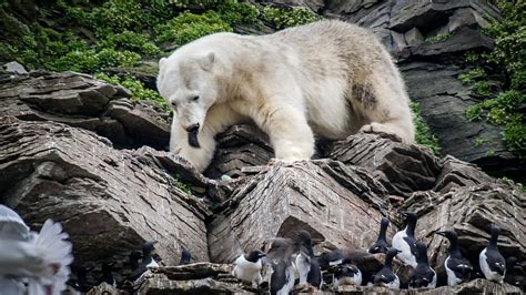 Bbc One Polar Bears The Hunt In The Grip Of The Seasons Arctic