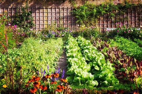 Which Is Best The Pros And Cons Of Raised Beds And In Ground Gardens
