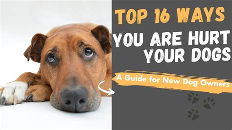 16 Ways You Are Hurt Your Dog Without Realizing Youtube