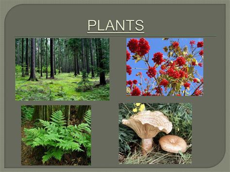 Ppt Biome Project Temperate Deciduous Forest Powerpoint Presentation