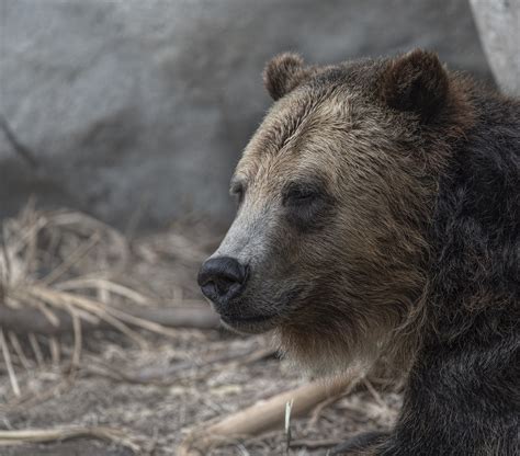 Grizzly Bear Ursus Arctos Horriblis Flickr