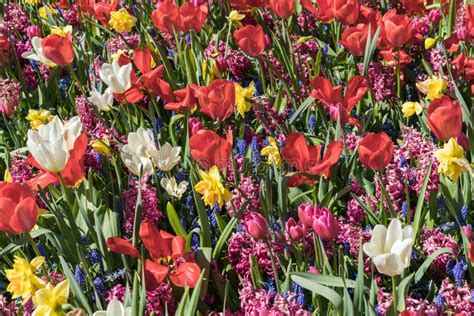 A Field Of Flowers Consisting Of White Tulip Red Tulip Muscari