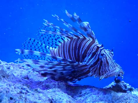 Free Images Animal Wildlife Underwater Tropical Aquatic Lionfish