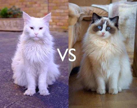 Maine Coon Vs Ragdoll Which Cat Is Best For You Petskb