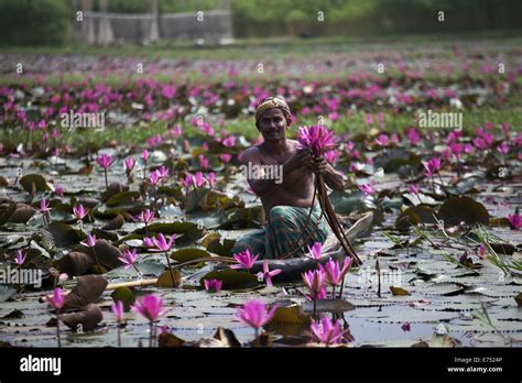 Dhaka Bangladesh 7th Sep 2013 Water Lily The National Flower Of