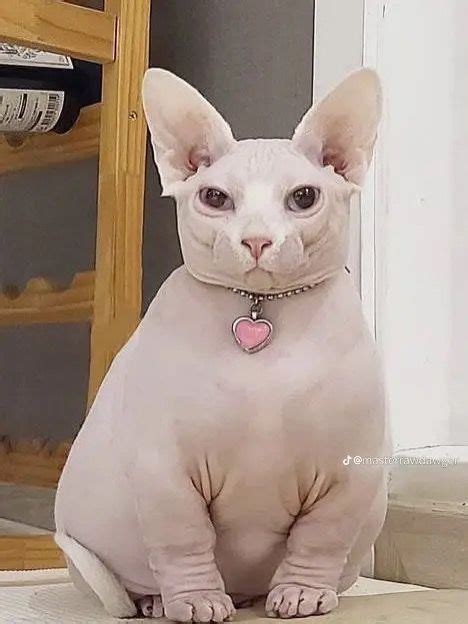 Hairless Cat Глупые кошки Самые милые животные Котята