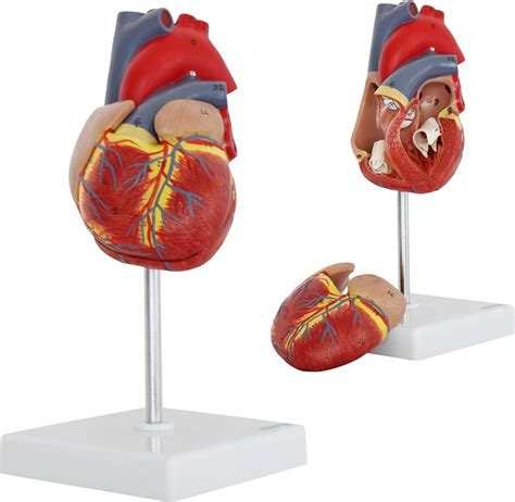 👍 Het Menselijk Lichaam Anatomie Model Hart 2 Delig Kopen Vergelijk