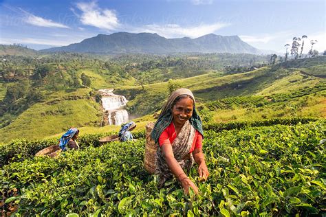 Sri Lanka The Hill Country Nuwara Eliya Tea Plantation Woman