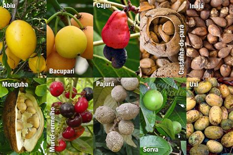 Frutos Nativos Do Bioma Amaz Niapor Legado Verde Portal Legado Verde