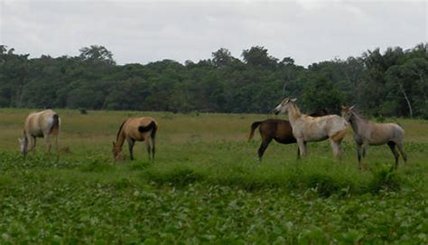 marajoara horse