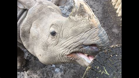 Northern White Rhinos On The Verge Of Extinction