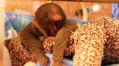 Tiny Baby Sloth Cant Stop Yawning Youtube