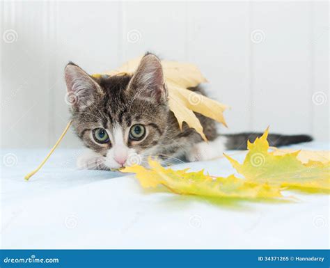 Scared Striped Kitten Hiding In Maple Leaves Stock Image Image Of