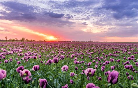 Purple Petaled Flower Field · Free Stock Photo