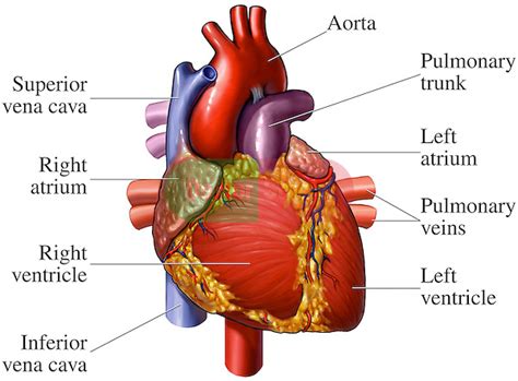 Heart Anatomy Anterior Front View Doctor Stock