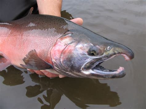 Copper River King Salmon Return Higher Than Expected