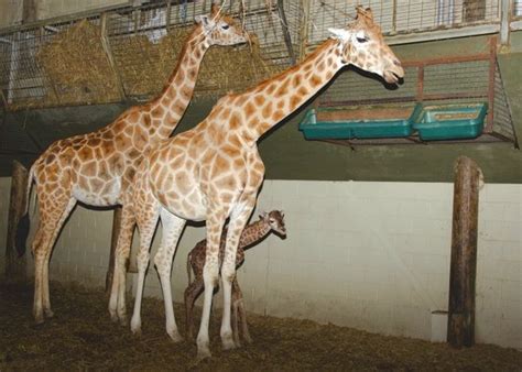 Marwell Wildlife Celebrates Birth Of New Giraffe Calf Zooborns
