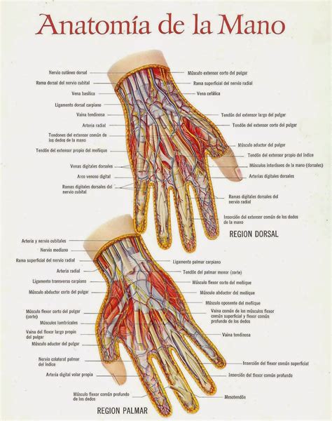 Las Partes De Una Mano