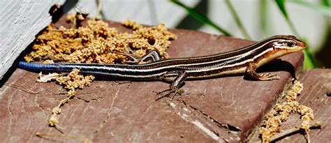 5 Lined Skink This Lizard Was Out Enjoying A Sunny Day Bu Flickr