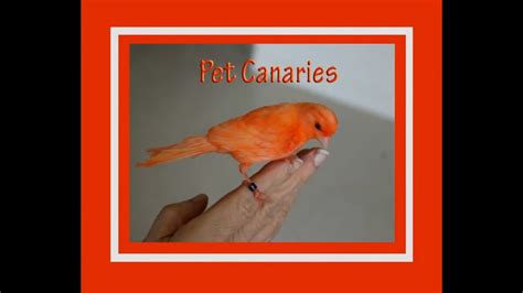 Pet Red Canaries By Fly Babies Aviary The Happy Place To Look For