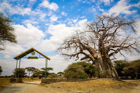 Tarangire National Park Seven Wonders Safaris