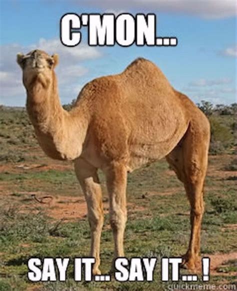 Hilarious Hump Day Memes To Help You Get To The Weekend Best Life Funny Hump Day Memes