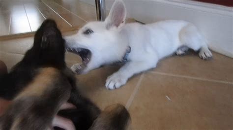 Black And White German Shepherd Puppies Prove Opposites