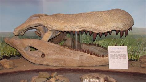 Like other crocodiles, purussaurus would have easily been capable of tackling large prey. Purussaurus brasiliensis - Carnivora