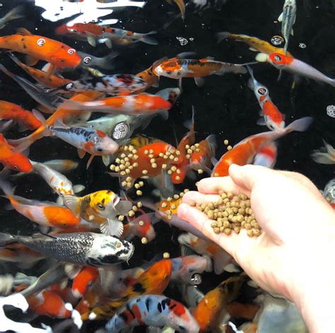 Tips For Feeding Time Next Day Koi