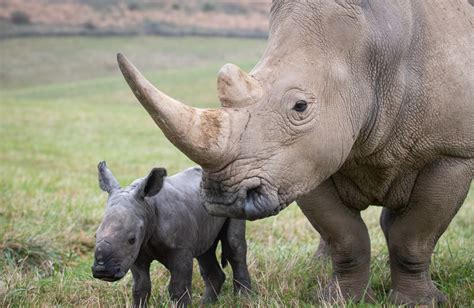 The Wilds Celebrates The Birth Of Another Rhino Calf 614now