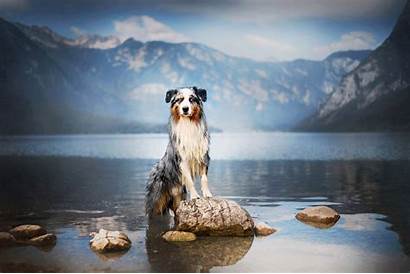 Dog Animals Mountain Water Reflection Pass Australian