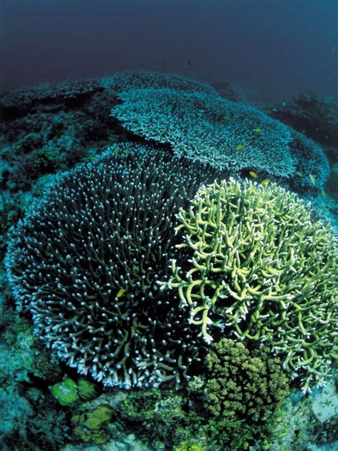 รูปภาพ มหาสมุทร เมฆ แสงแดด ใต้น้ำ แนวประการัง แนวปะการัง ถิ่น