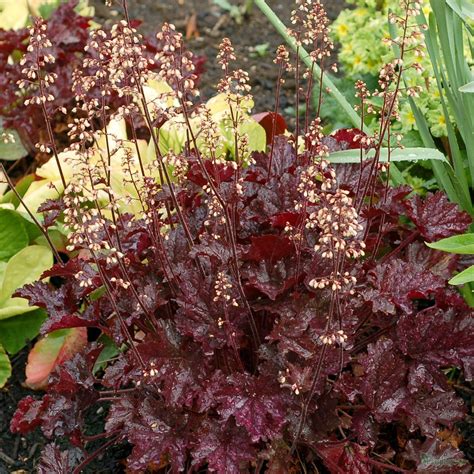 Purple leaves list of plants that have purple leaf, in some plants the leaves also can be in different color, leaf color structure can be: Heuchera 'Blackberry Crisp' from the Chelsea Gold Medal ...