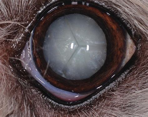 Canine Cataracts Lens Luxations And Surgery Veterian Key