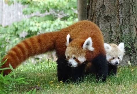 Baby Red Panda Goes For A Crisp Autumn Stroll With Her Mom Around Their