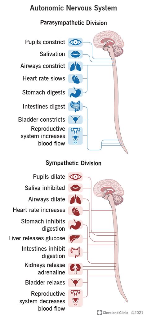 autonomic nervous system biology simple