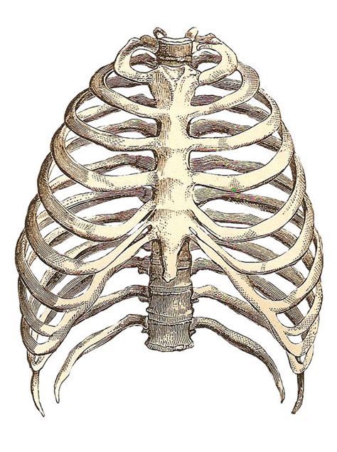 The rib cage is formed by the sternum, costal cartilage, ribs, and the bodies of the thoracic vertebrae. Rib cage clipart - Clipground