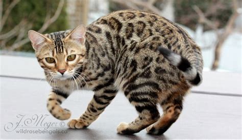 Advertise, sell, buy and rehome bengal cats and kittens with pets4homes. Pricing & Purchase Info