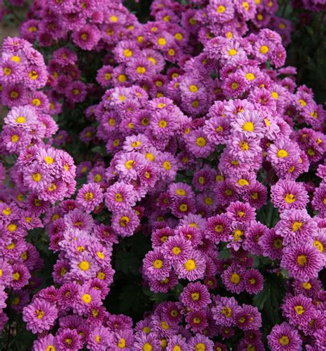 Purple Chrysanthemums Flowers Stock Image Colourbox
