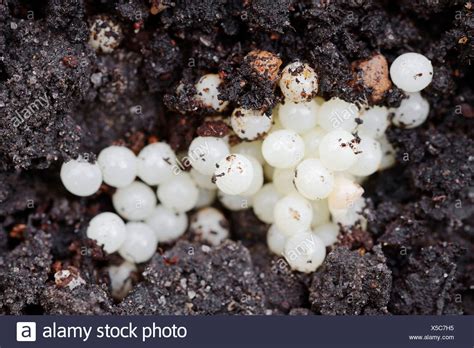 See more ideas about sea slug, slugs, flatworm. Slug Eggs Stock Photos & Slug Eggs Stock Images - Alamy