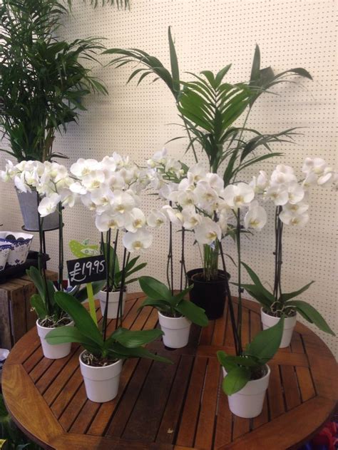 They thrive well with indirect light. Stunning white Phalaenopsis Orchids (moth orchids) - with ...