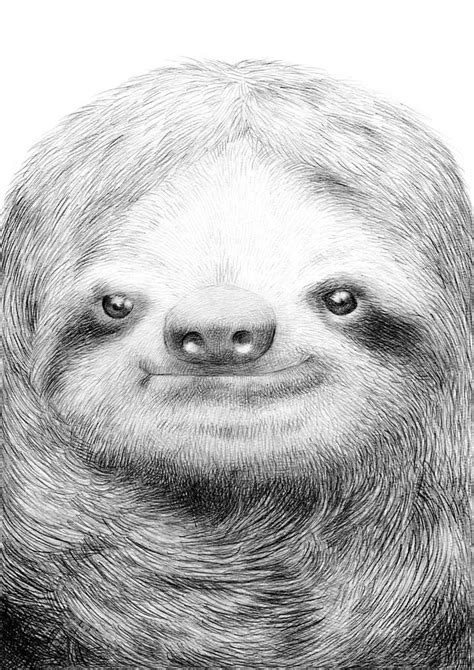 Sloth Drawing By Eric Fan Pixels