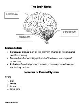 Maybe you would like to learn more about one of these? Nervous System Unit by Special Education Hot Spot | TpT