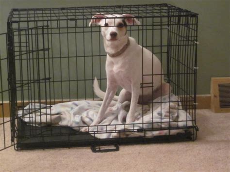 Crate games, dog training, skills. The Second Hand Dogs: Playing Crate Games