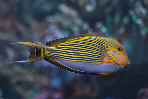 10 Popular Types Of Tangs And Surgeonfish Species Guide