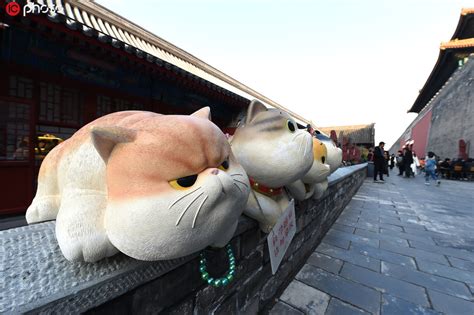 故宫现巨型御猫呆萌可爱 吸引众多游客拍照图片中国小康网