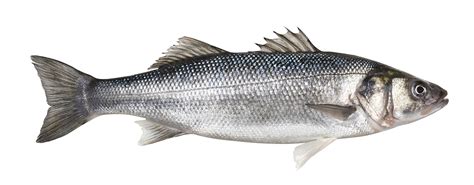 Best Sellers Sea Bass Farmed Whole