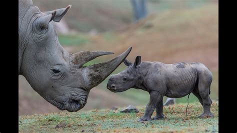 Explore 623989 free printable coloring pages for your kids you can use our amazing online tool to color and edit the following coloring pages of rhinos. Southern White Rhino Calf Explores New Habitat - YouTube